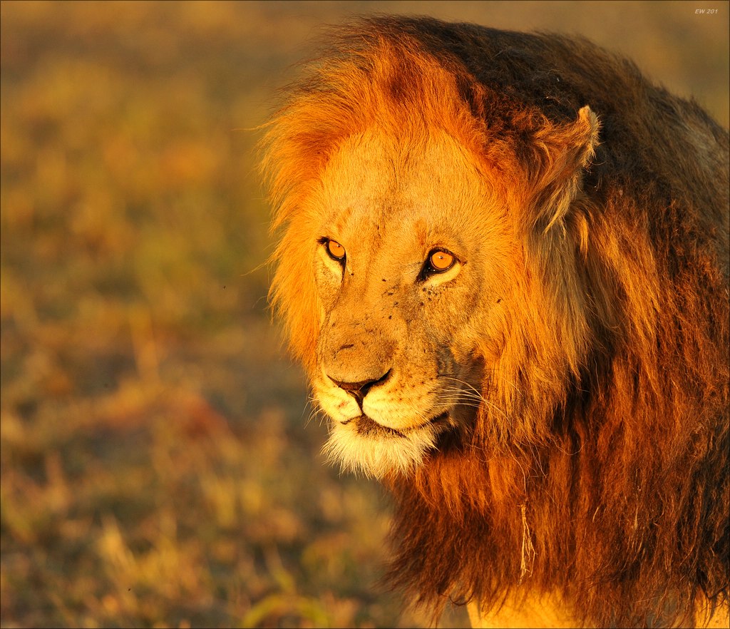 aaacomp Kenia 20111015 11419