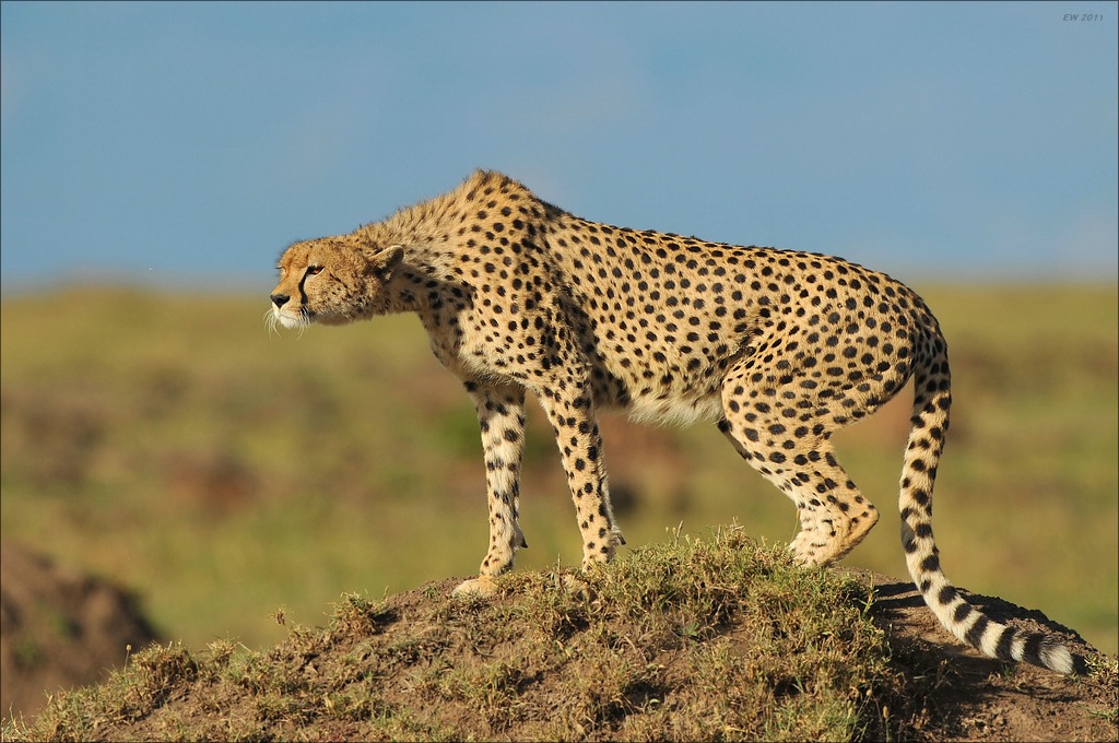 aaacomp Kenia 20111016 14542