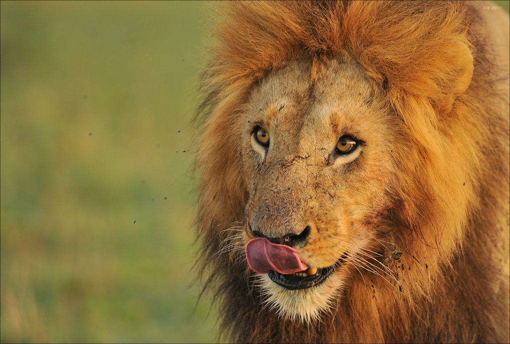 aaacomp Kenia 20111019 21189