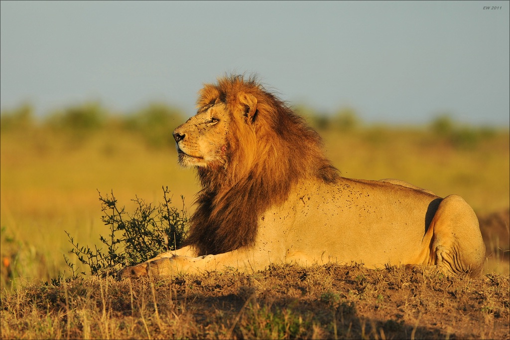 aaacomp Kenia 20111019 21476
