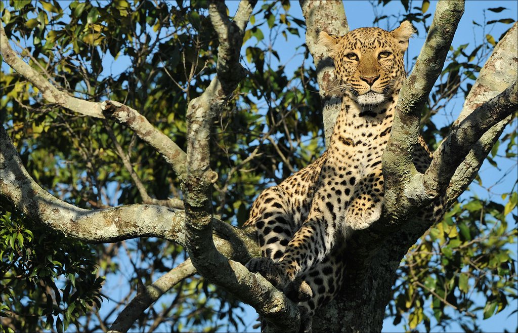 aaacomp Kenia 20111020 25440