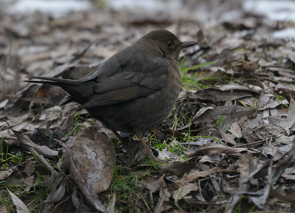aaacompcnxamselEisvogel 164