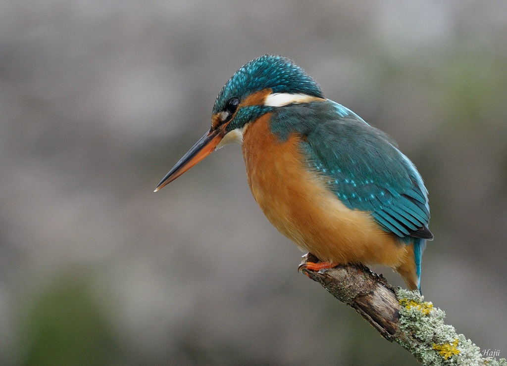 aaacompcnxEisvogel 338