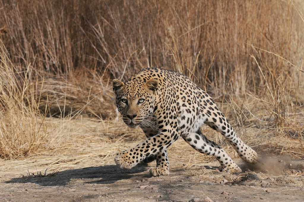 aacomp 5 2 Weiss Elmar Leopard Namibia c