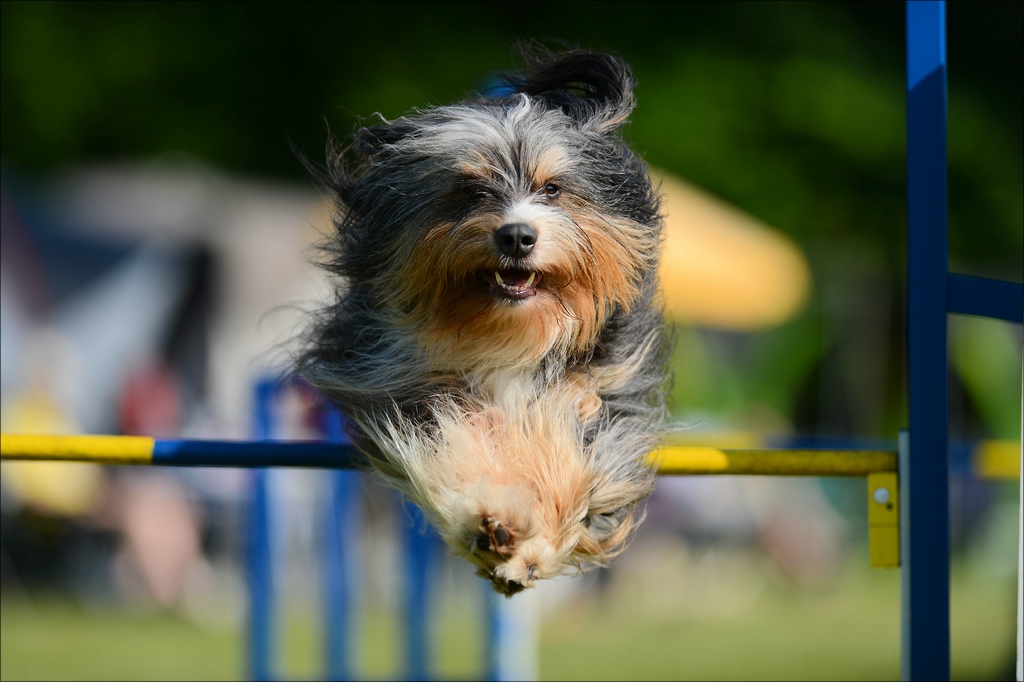 aacomp agility 20130608 0026