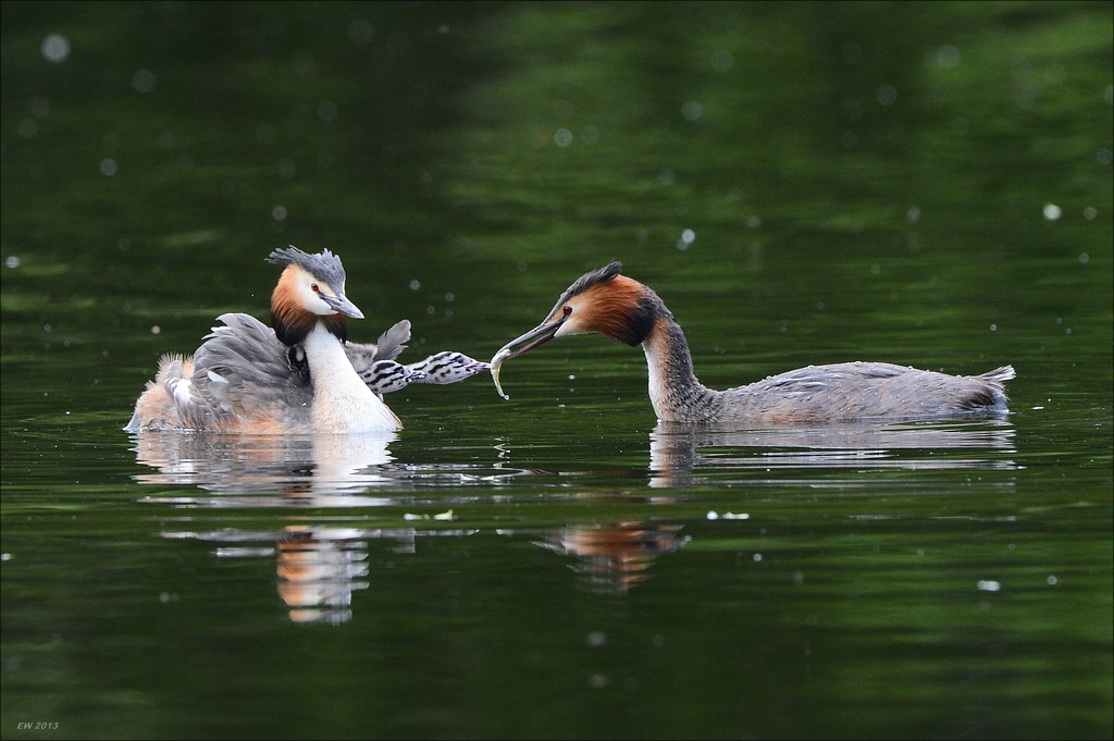 aacomp bramfsee 20130524 0457