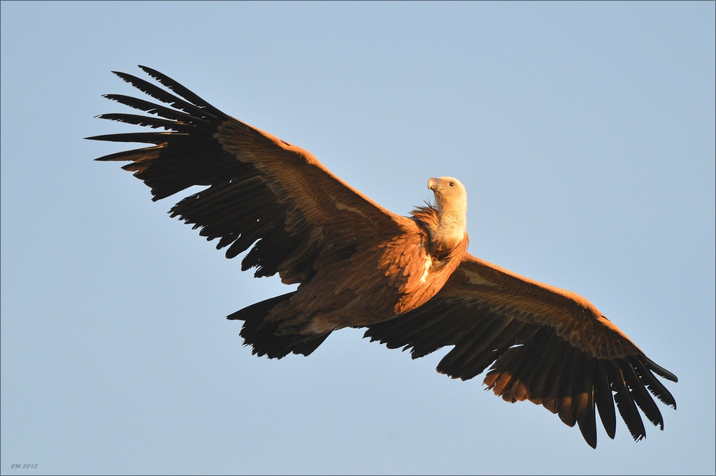 aacomp Extremadura 20120421 1659