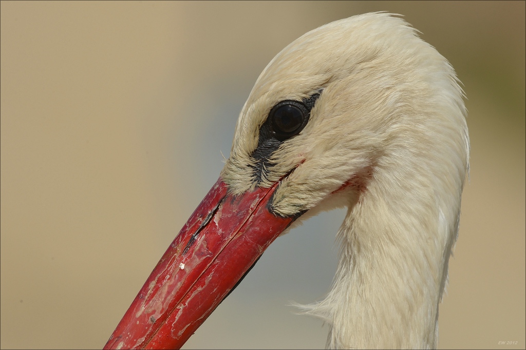aacomp Extremadura 20120423 6620