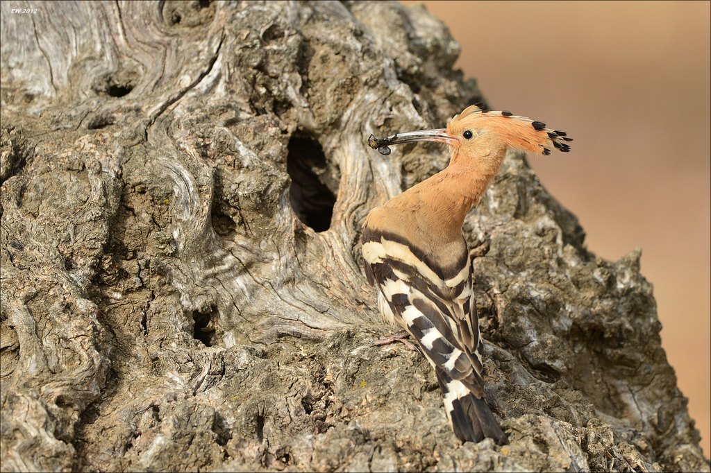 aacomp Extremadura 20120423 6883
