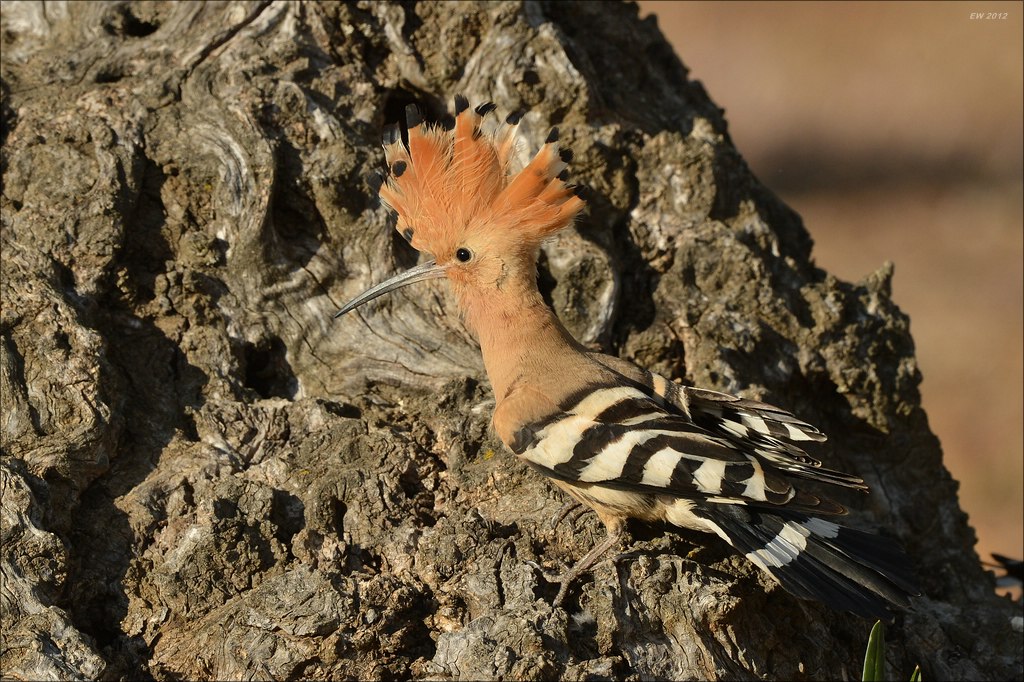aacomp Extremadura 20120423 7317