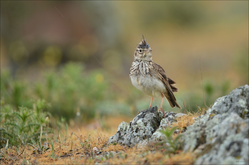 aacomp Extremadura 20120426 10786