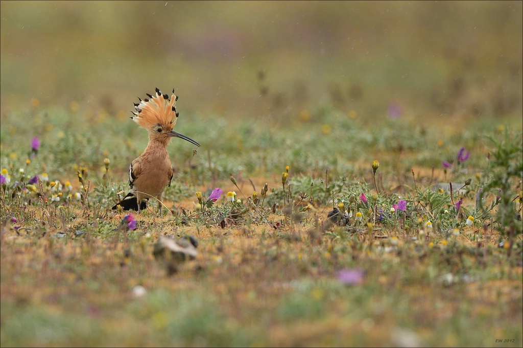 aacomp Extremadura 20120426 11081