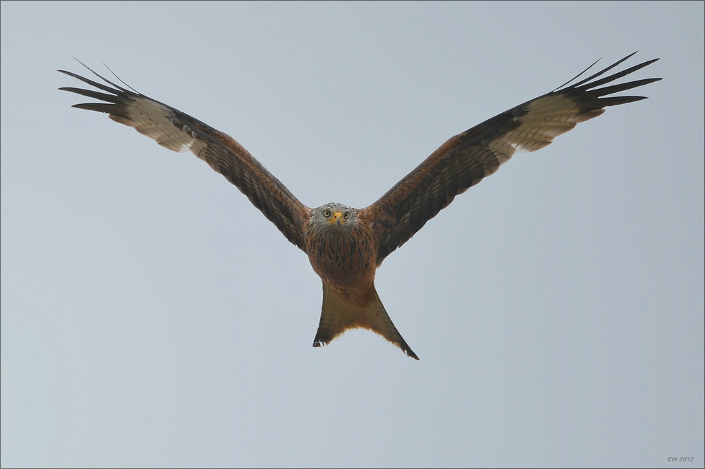 aacomp Extremadura 20120426 11207