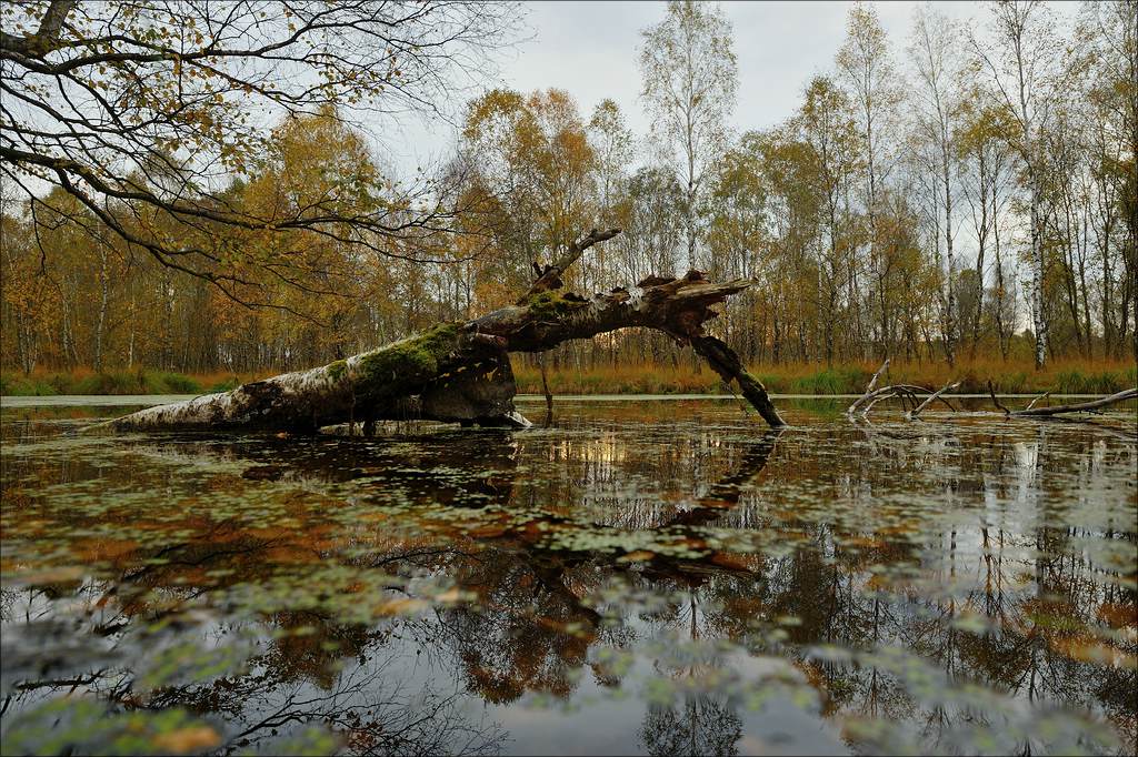 aacomp hasenmoor 20131019 0204