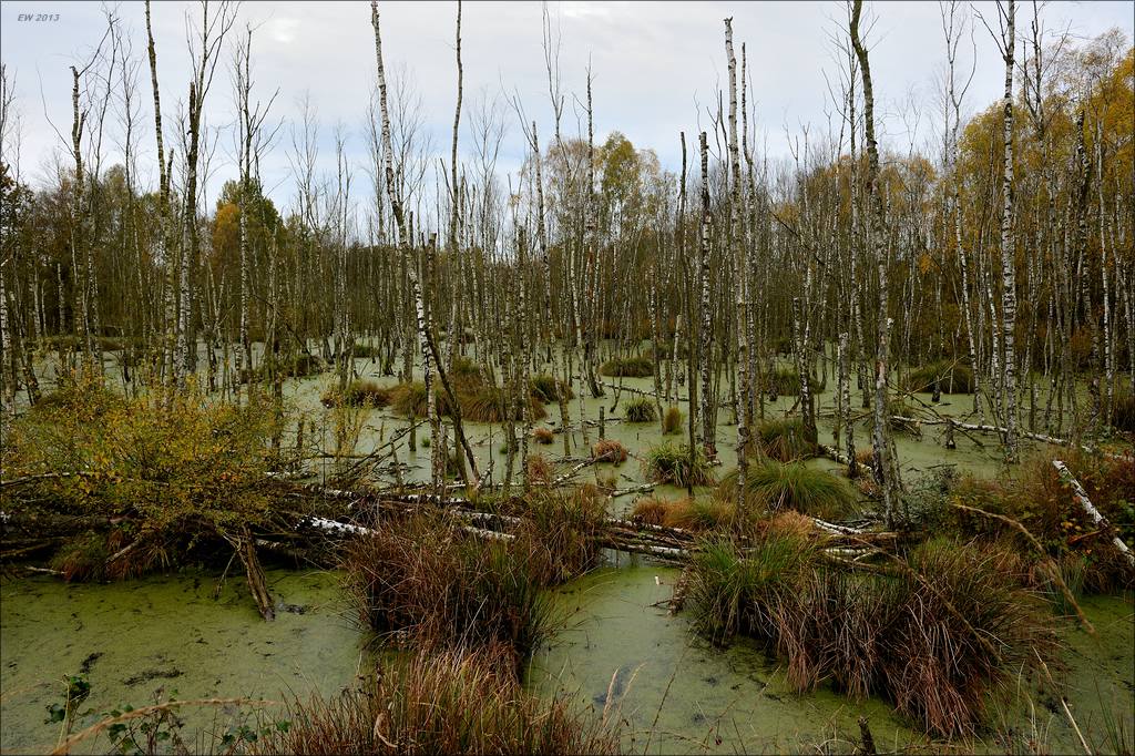 aacomp hasenmoor 20131019 0246