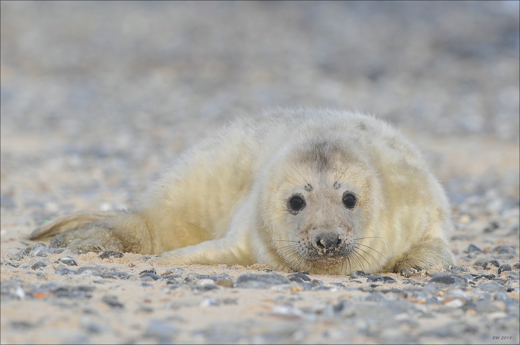aacomp Helgoland 20120101 10385