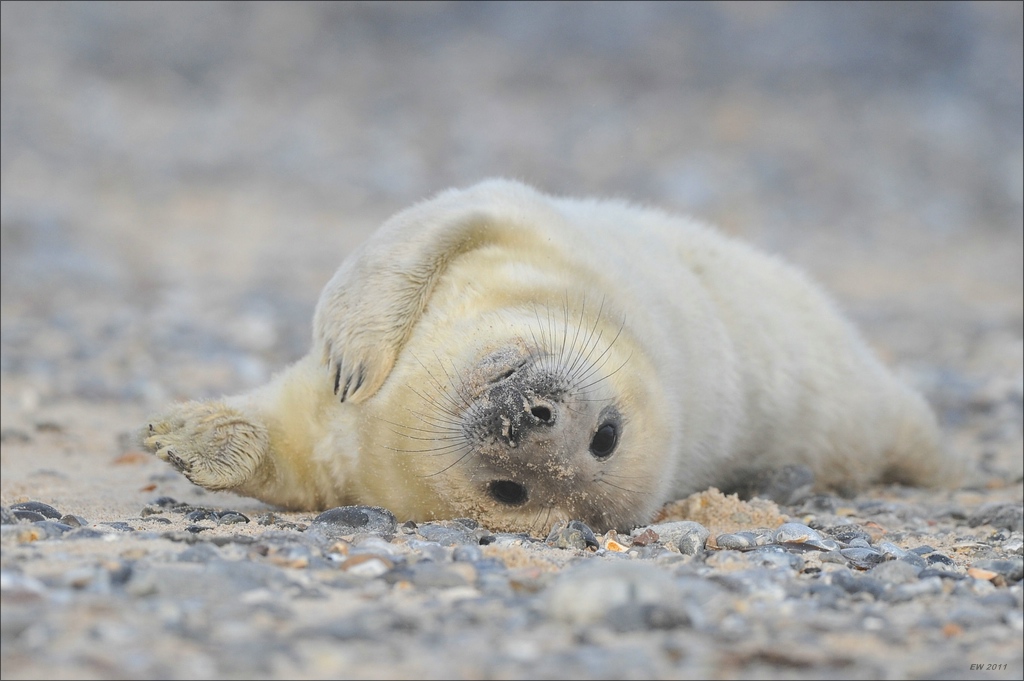 aacomp Helgoland 20120101 10418