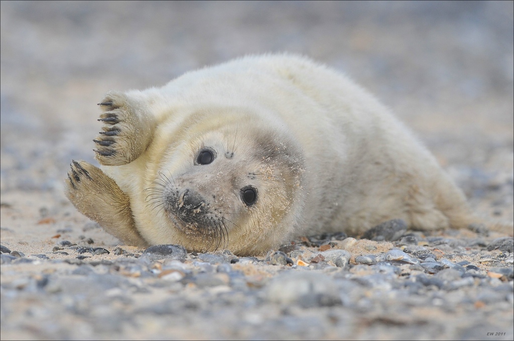 aacomp Helgoland 20120101 10446