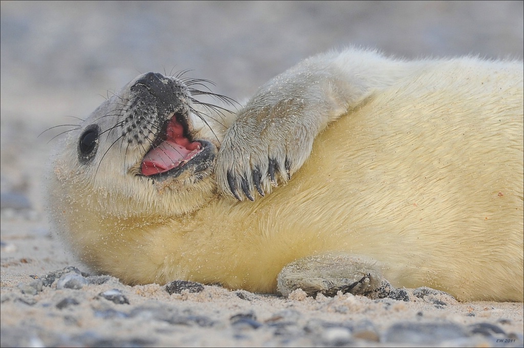 aacomp Helgoland 20120101 10561
