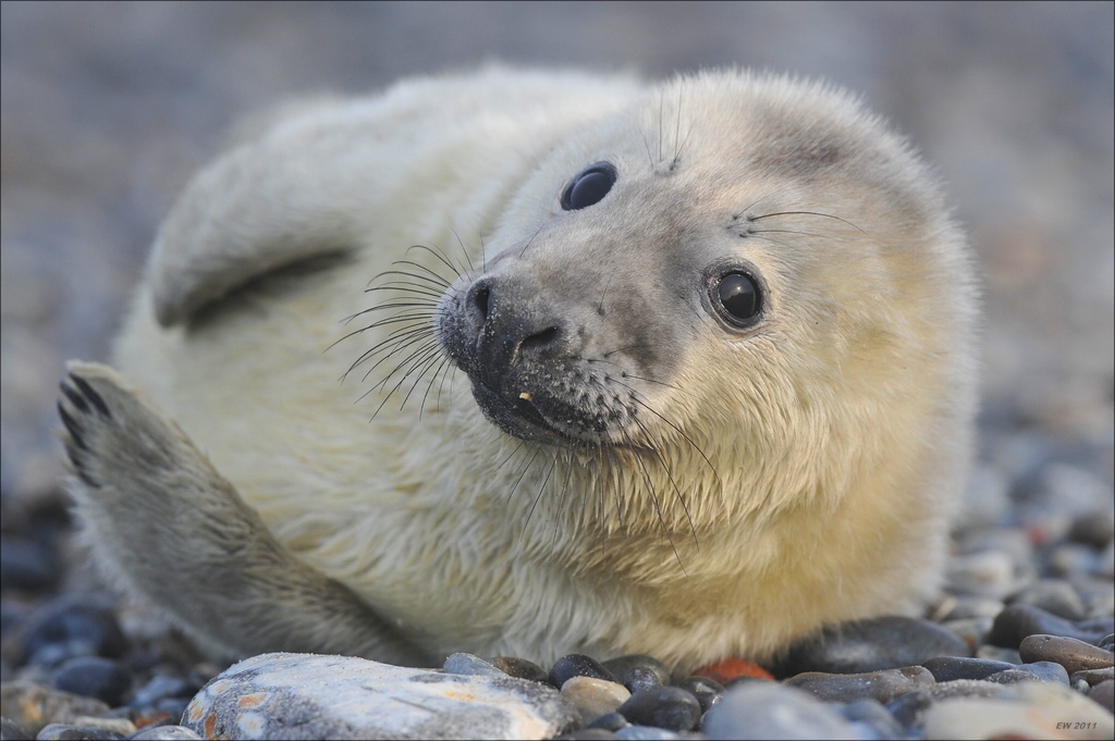 aacomp Helgoland 20120101 9355