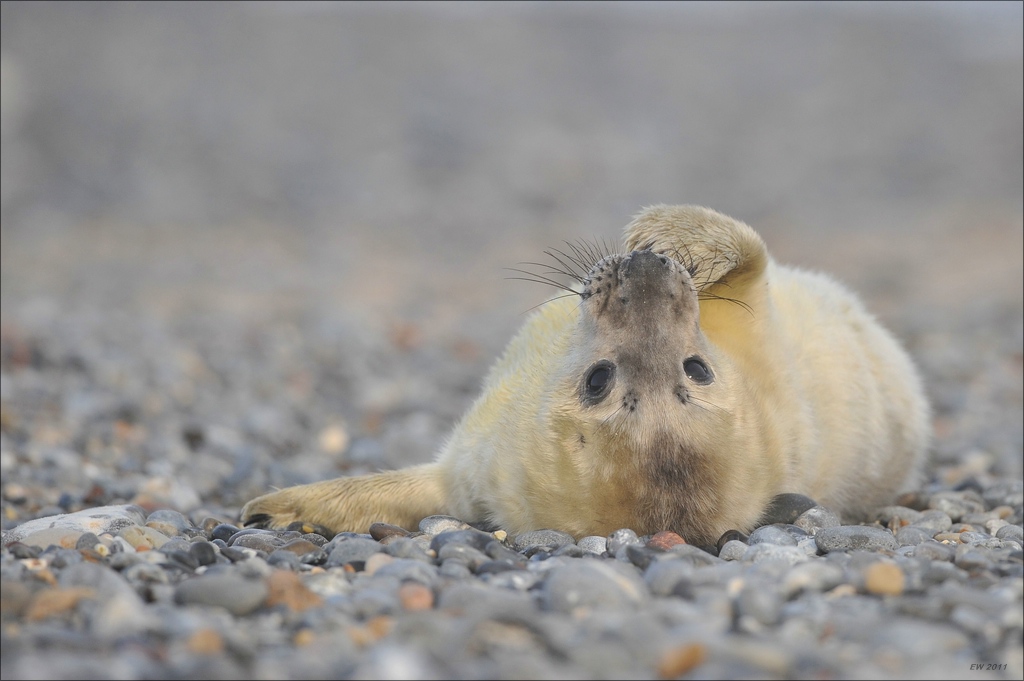 aacomp Helgoland 20120101 9572
