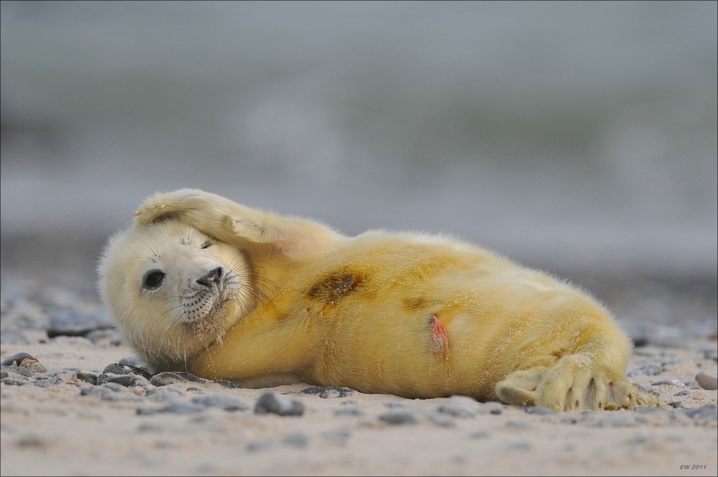 aacomp Helgoland 20120102 11936