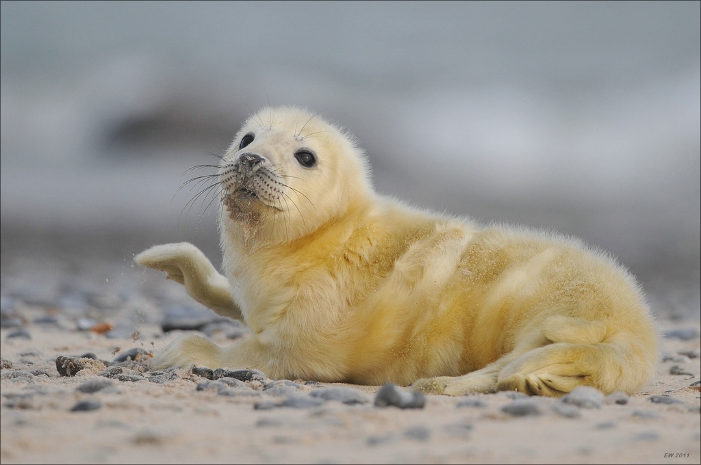 aacomp Helgoland 20120102 11973