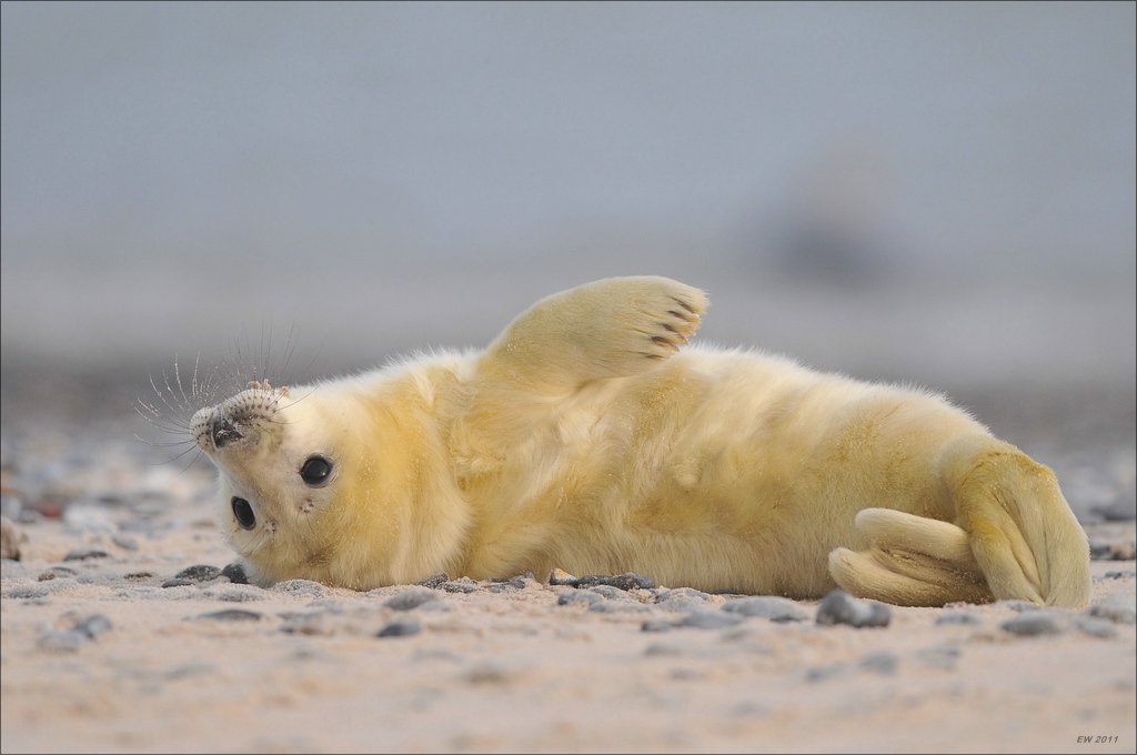 aacomp Helgoland 20120102 12004