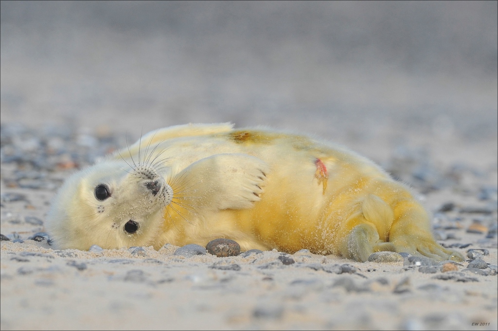 aacomp Helgoland 20120102 12439