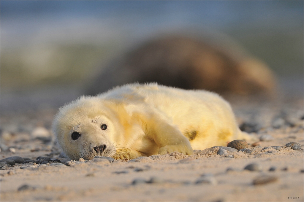 aacomp Helgoland 20120102 12460