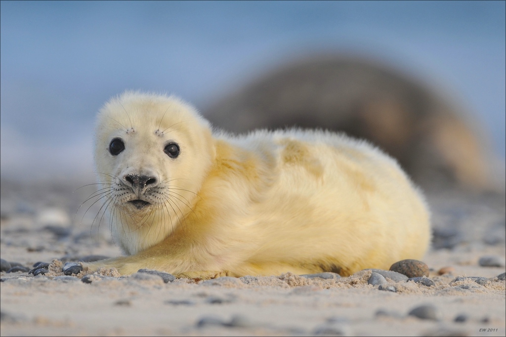 aacomp Helgoland 20120102 12468