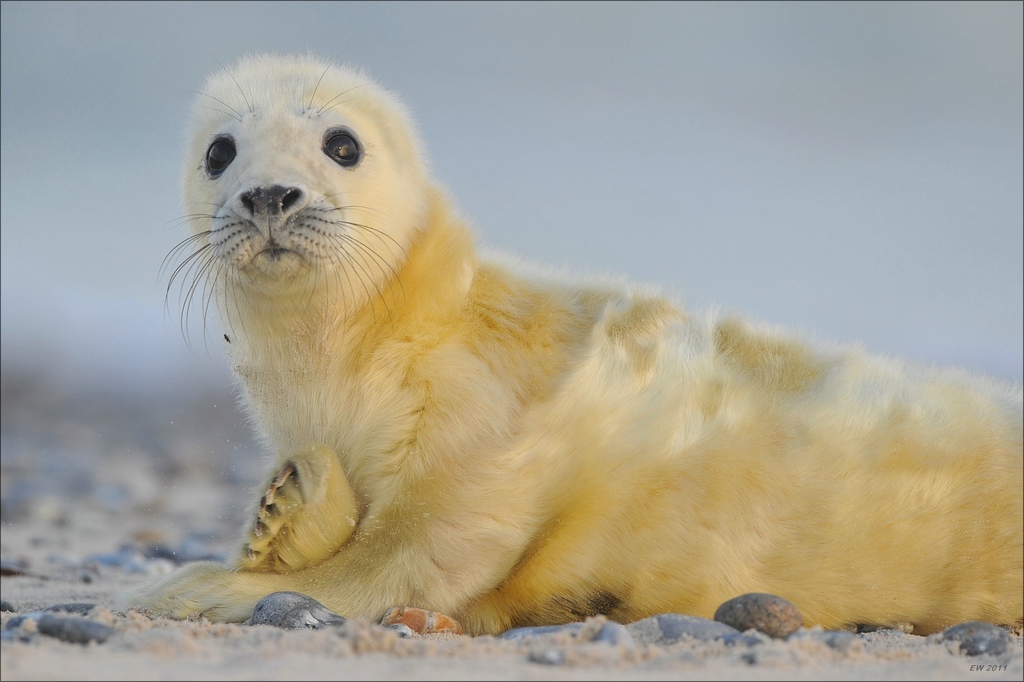 aacomp Helgoland 20120102 12529