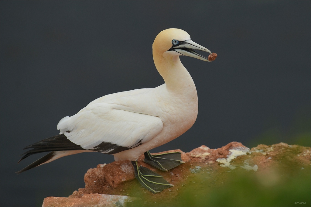 aacomp Helgoland 20120629 0796