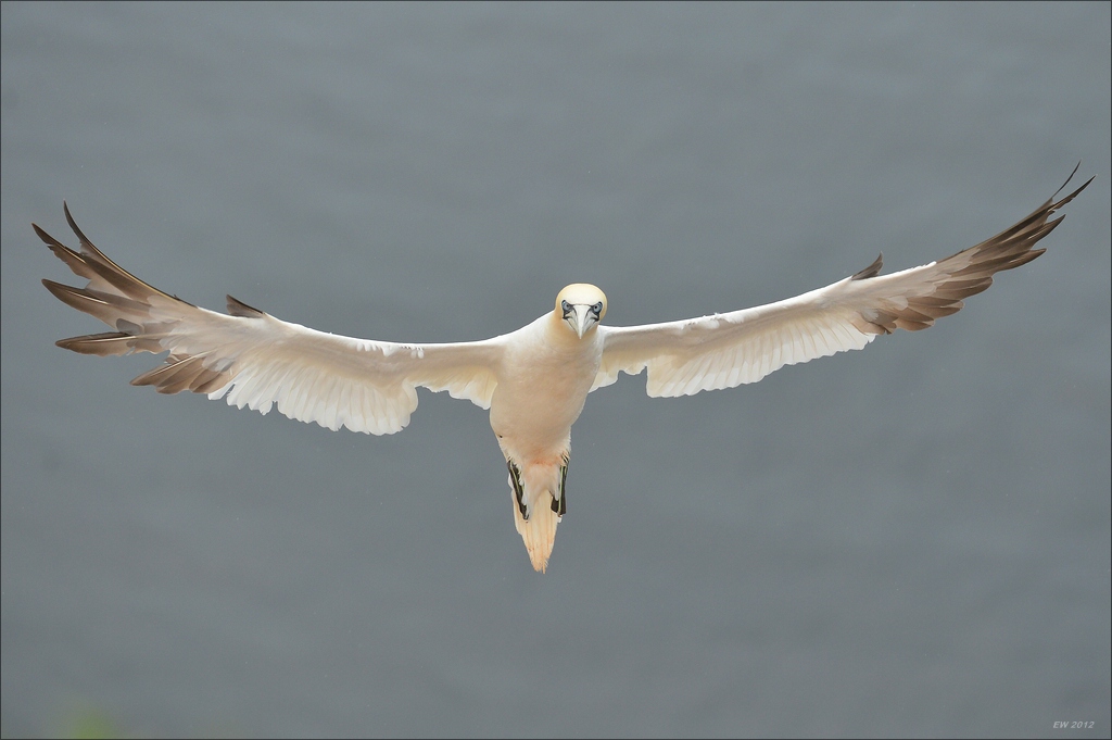 aacomp Helgoland 20120629 1837