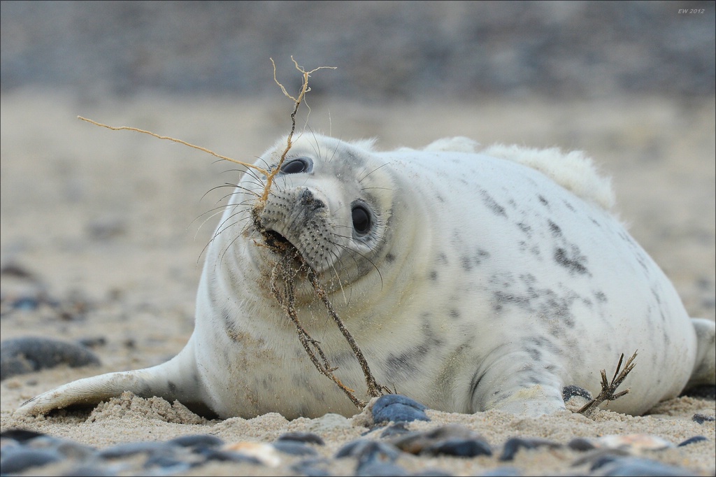 aacomp Helgoland 20121224 05010