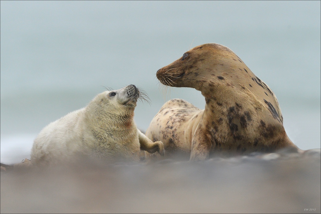 aacomp Helgoland 20121224 06012
