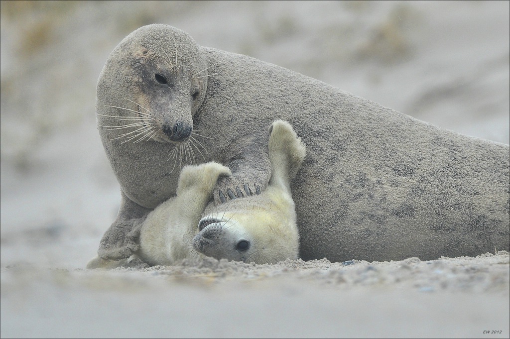 aacomp Helgoland 20121225 09509