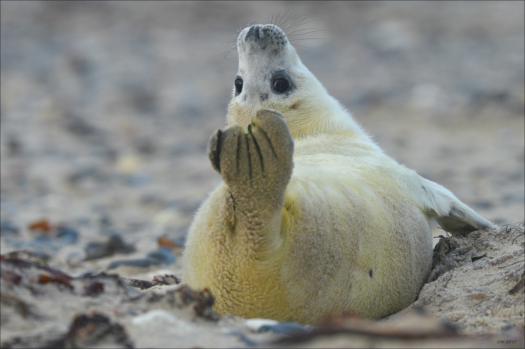 aacomp Helgoland 20121225 10599
