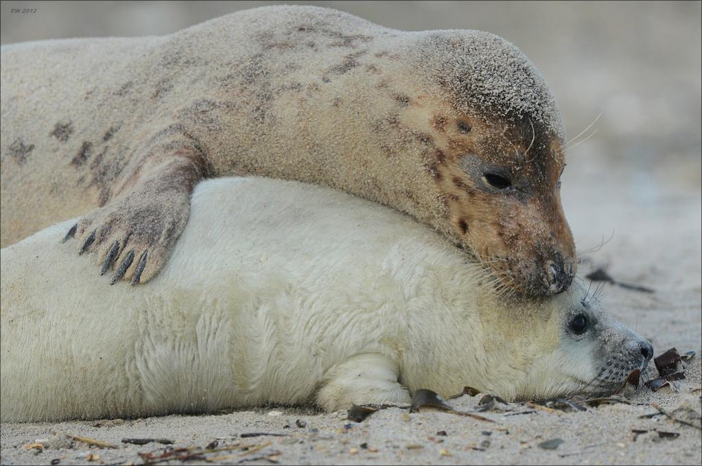 aacomp Helgoland 20121225 12596