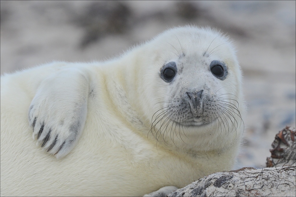 aacomp Helgoland 20121226 13082