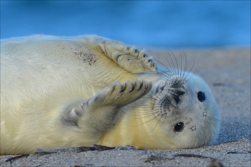 aacomp Helgoland 20121226 14551a