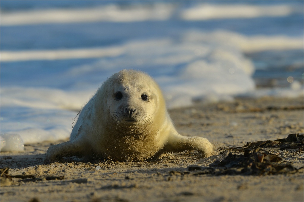 aacomp Helgoland 20130111 0514