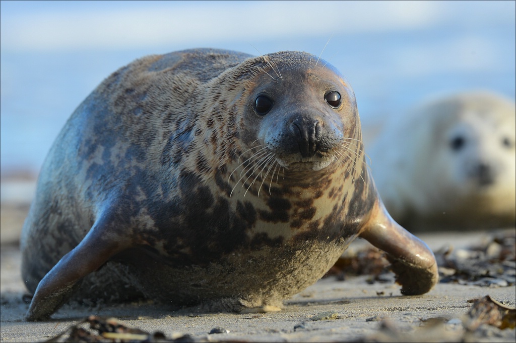 aacomp Helgoland 20130111 0573