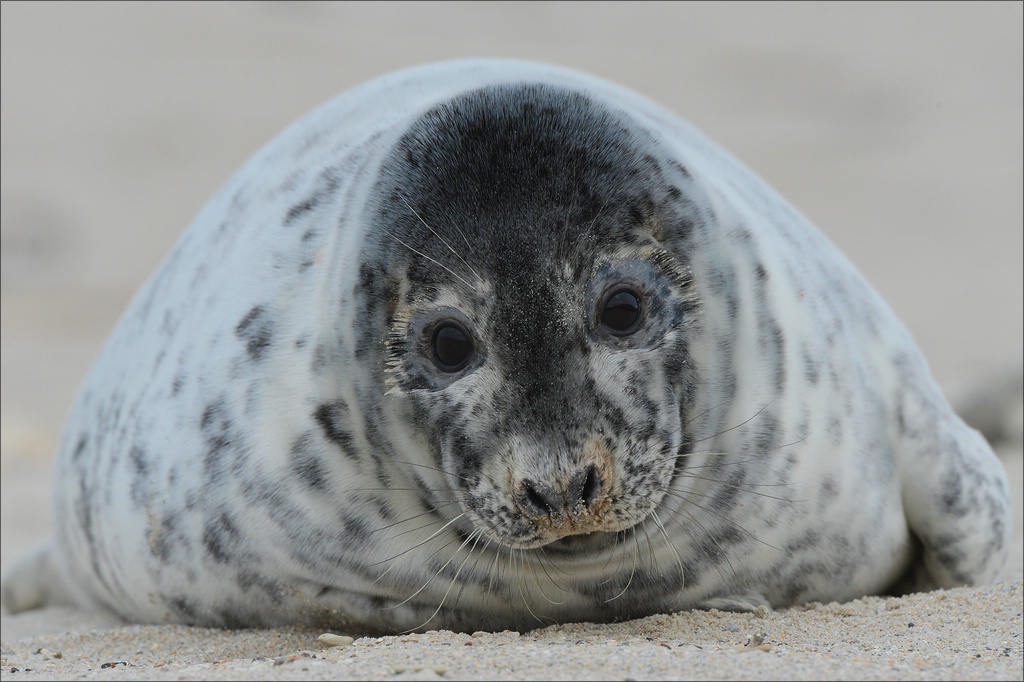 aacomp Helgoland 20130111 0969