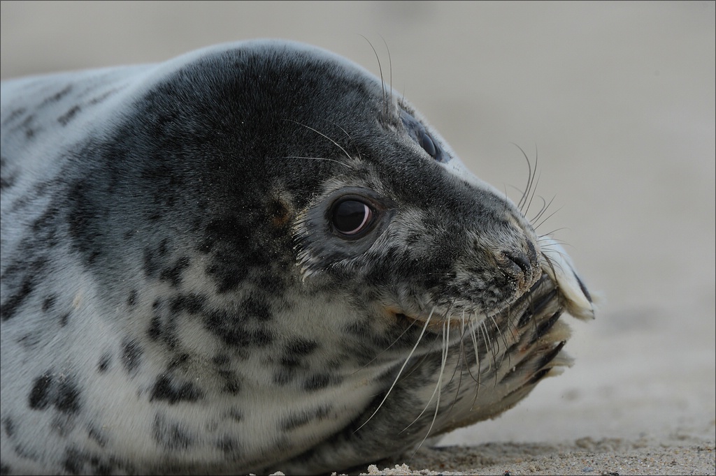 aacomp Helgoland 20130111 1003