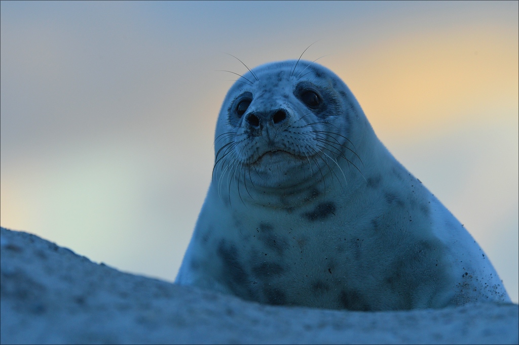 aacomp Helgoland 20130112 2095