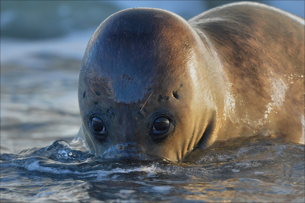 aacomp Helgoland 20130112 2683