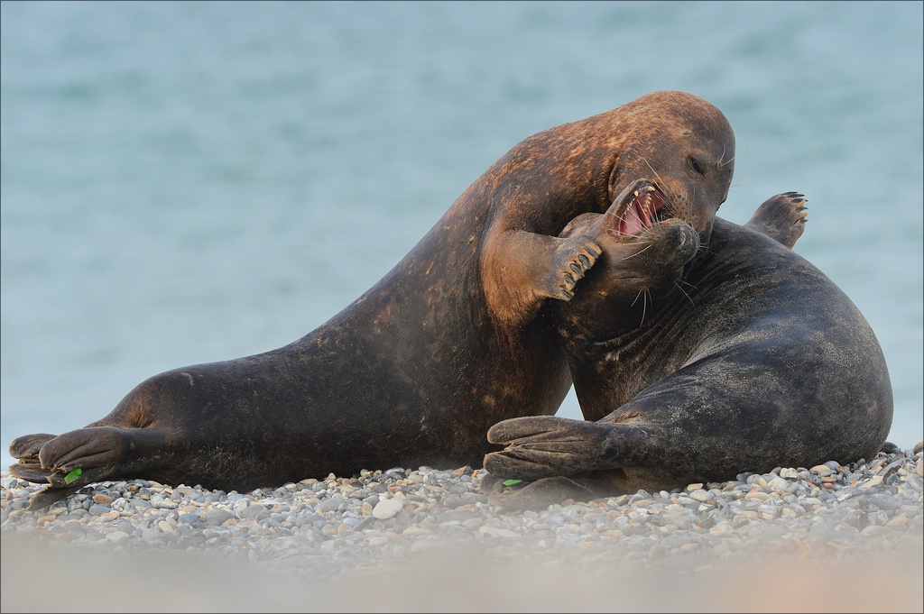 aacomp Helgoland 20130113 6124