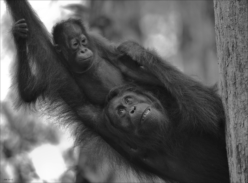aacomp indonesia 20110613 11767