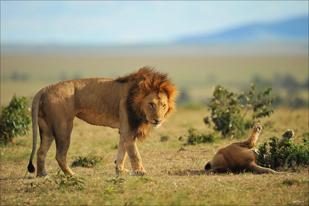 aacomp Kenia 20111015 10618
